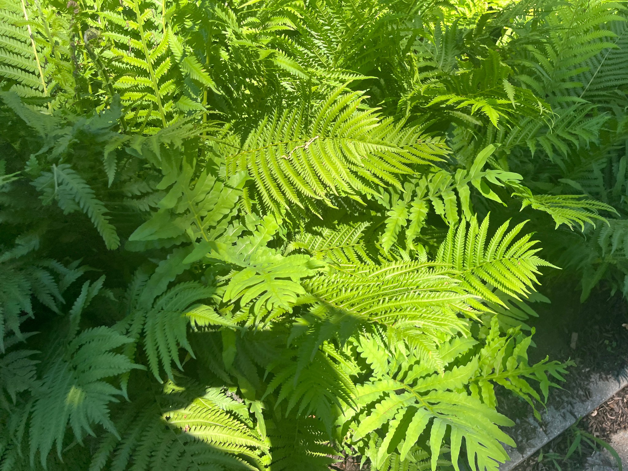 green, photo by Annie