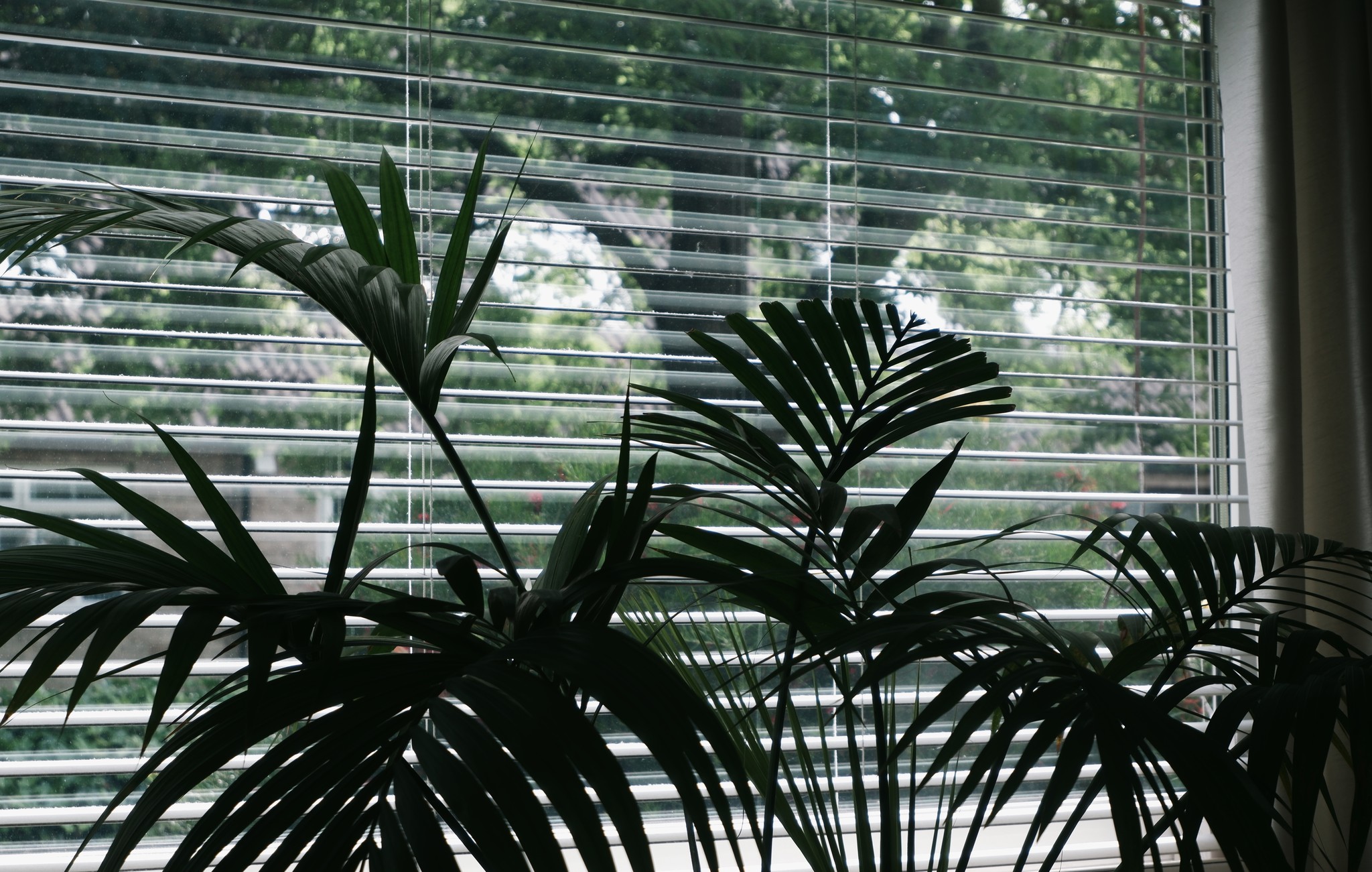 My indoor outdoor jungle, photo by Sam 📸