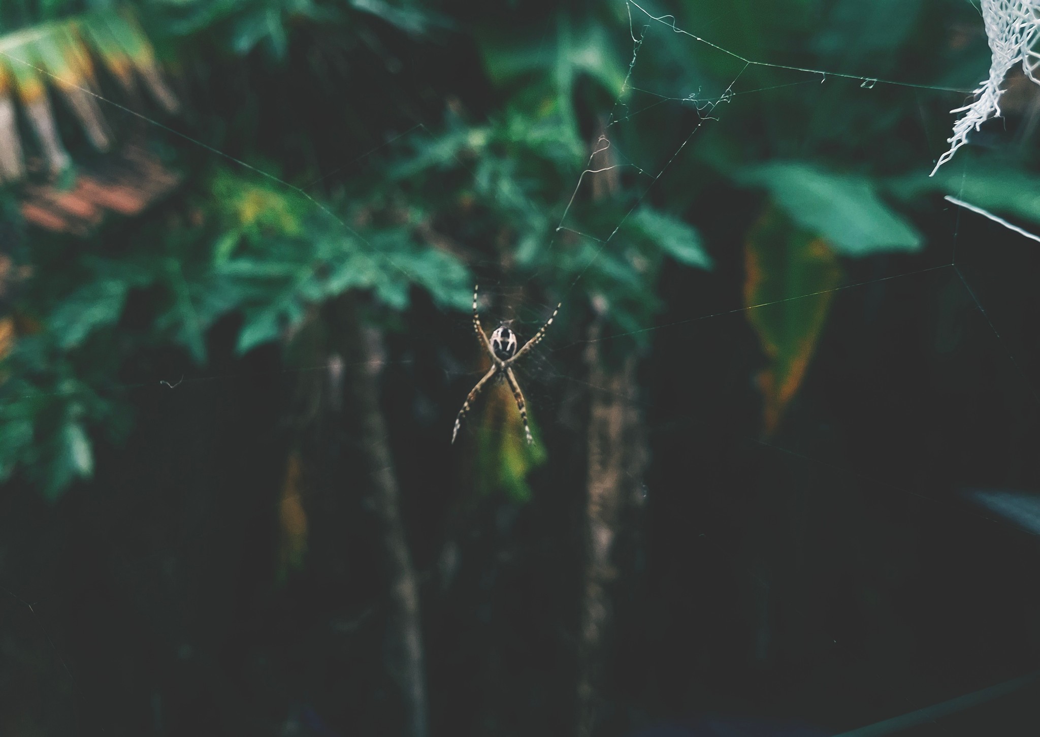 Little guest