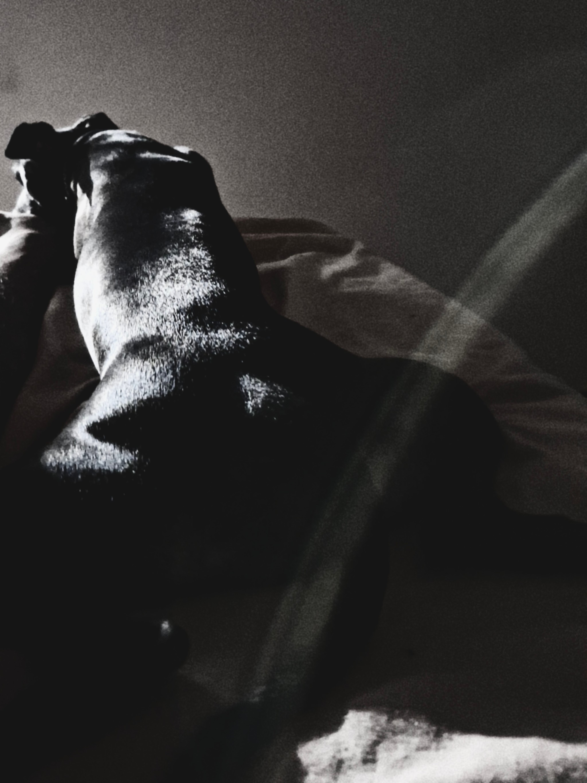 O cachorro de suporte emocional, photo by Maurício Bandeira