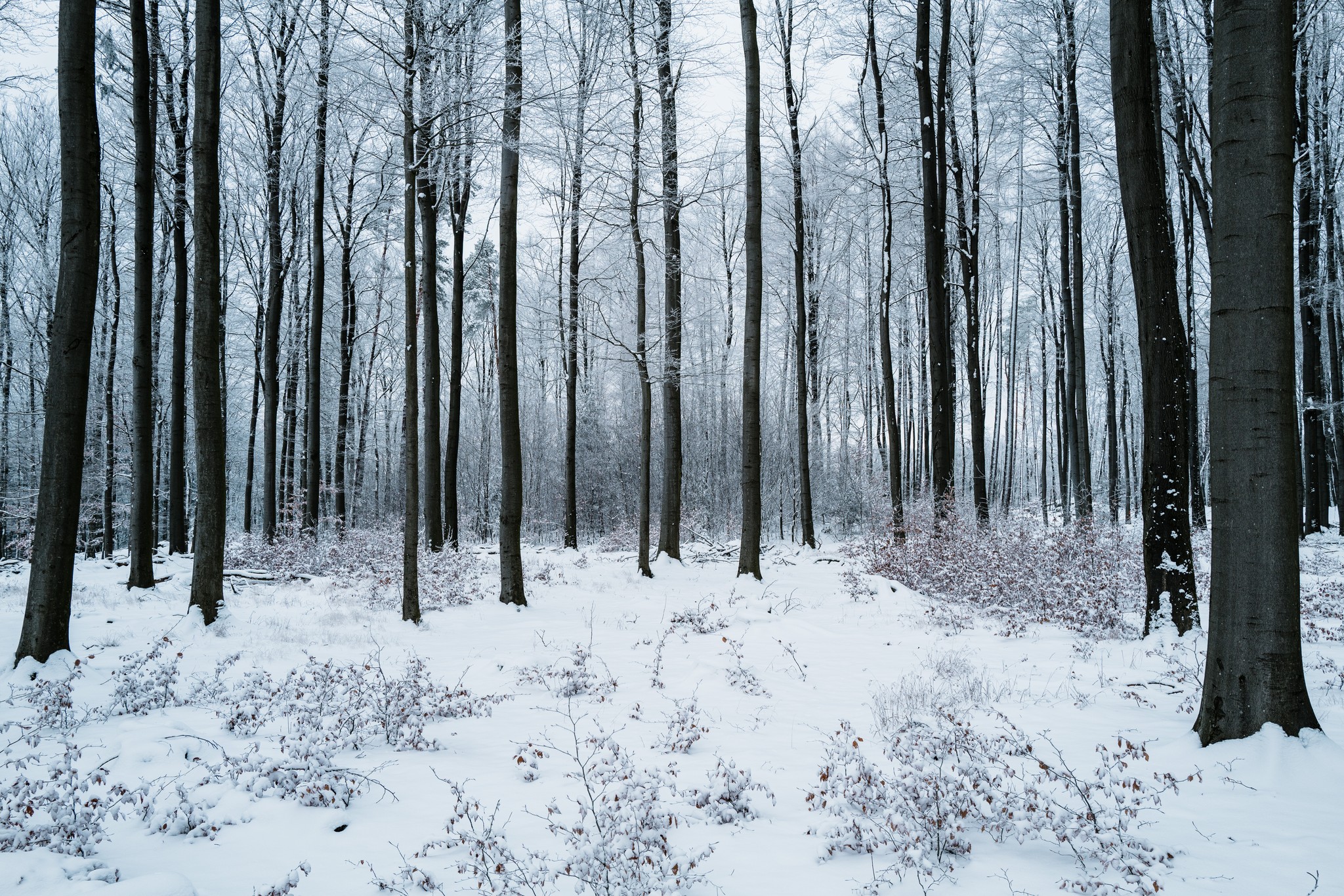 Bavarian Forest, photo by Timon takes photos