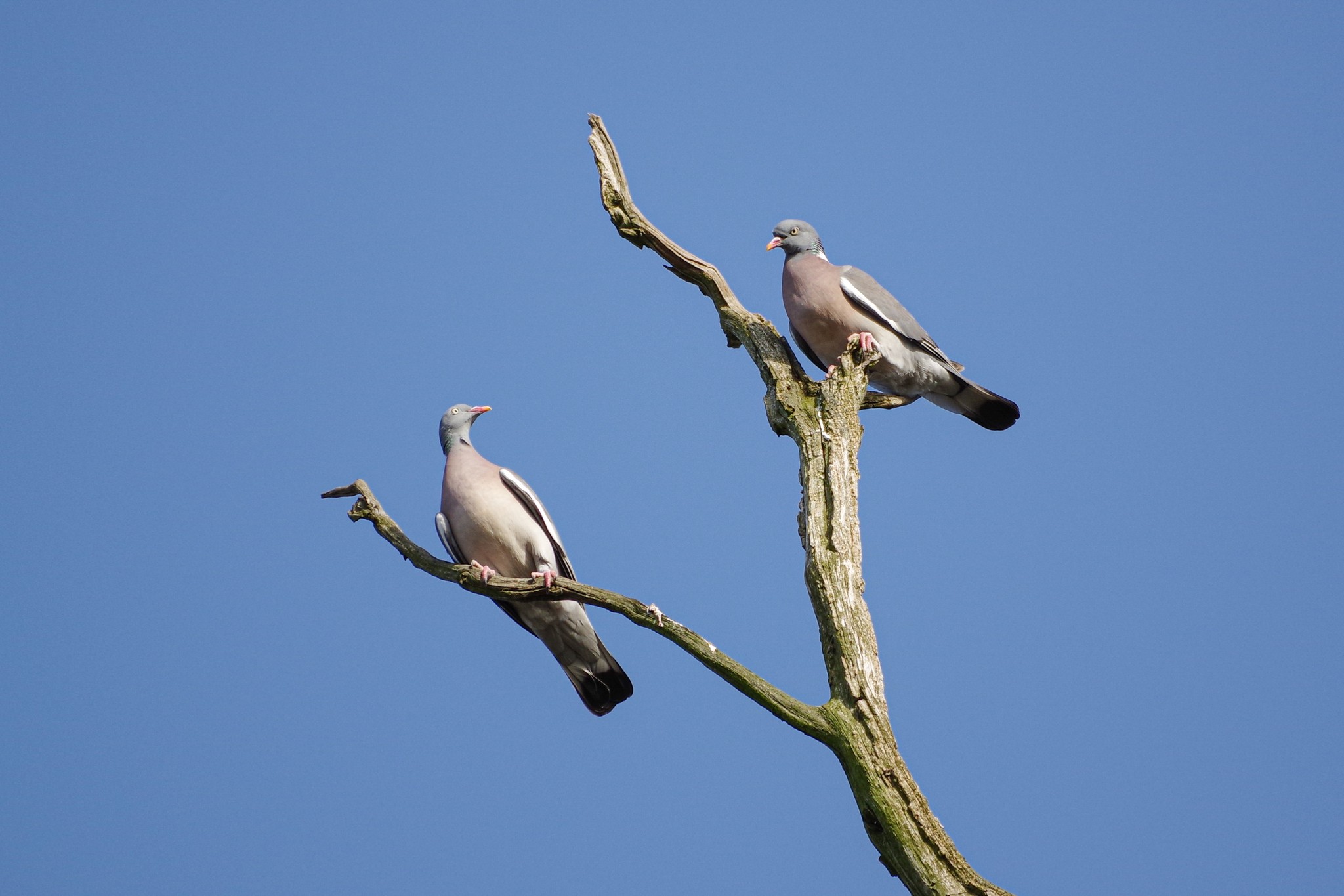 Two Pigeons on a Limb, photo by Timon takes photos