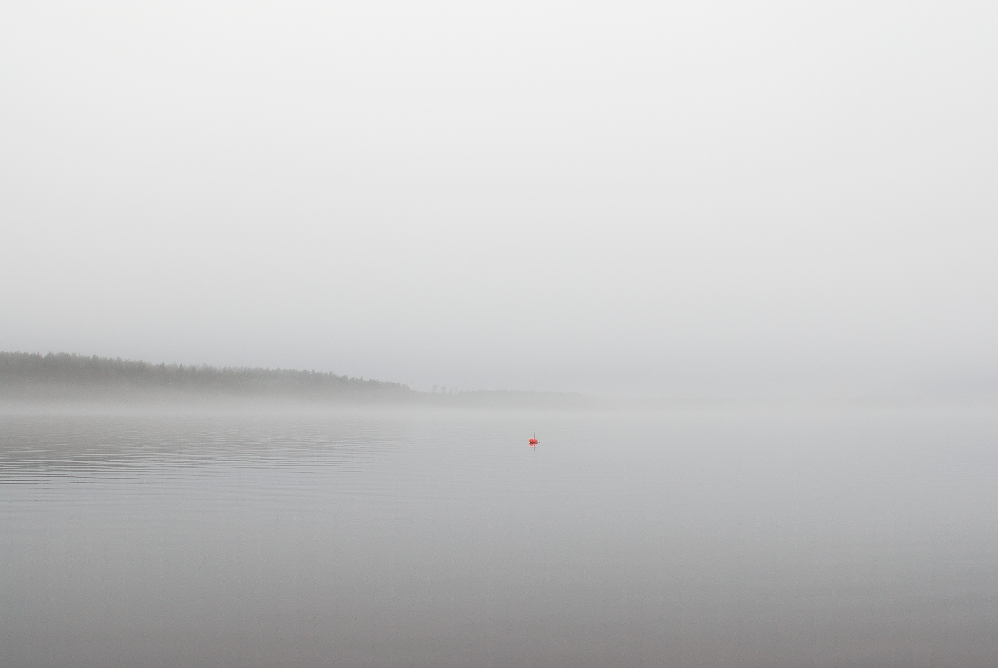 boja miglā, photo by vnkrskdr