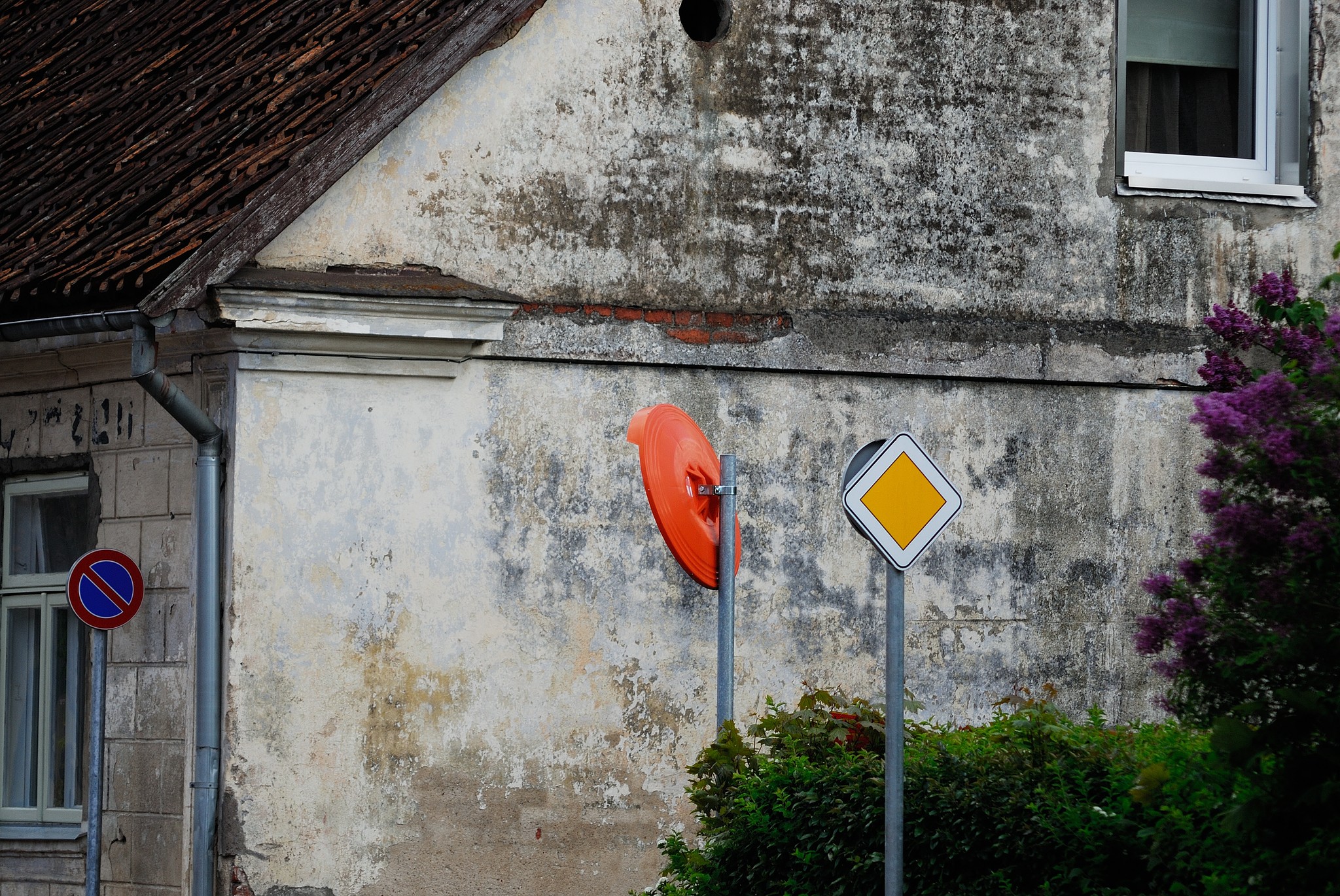 ceļazīme, photo by vnkrskdr