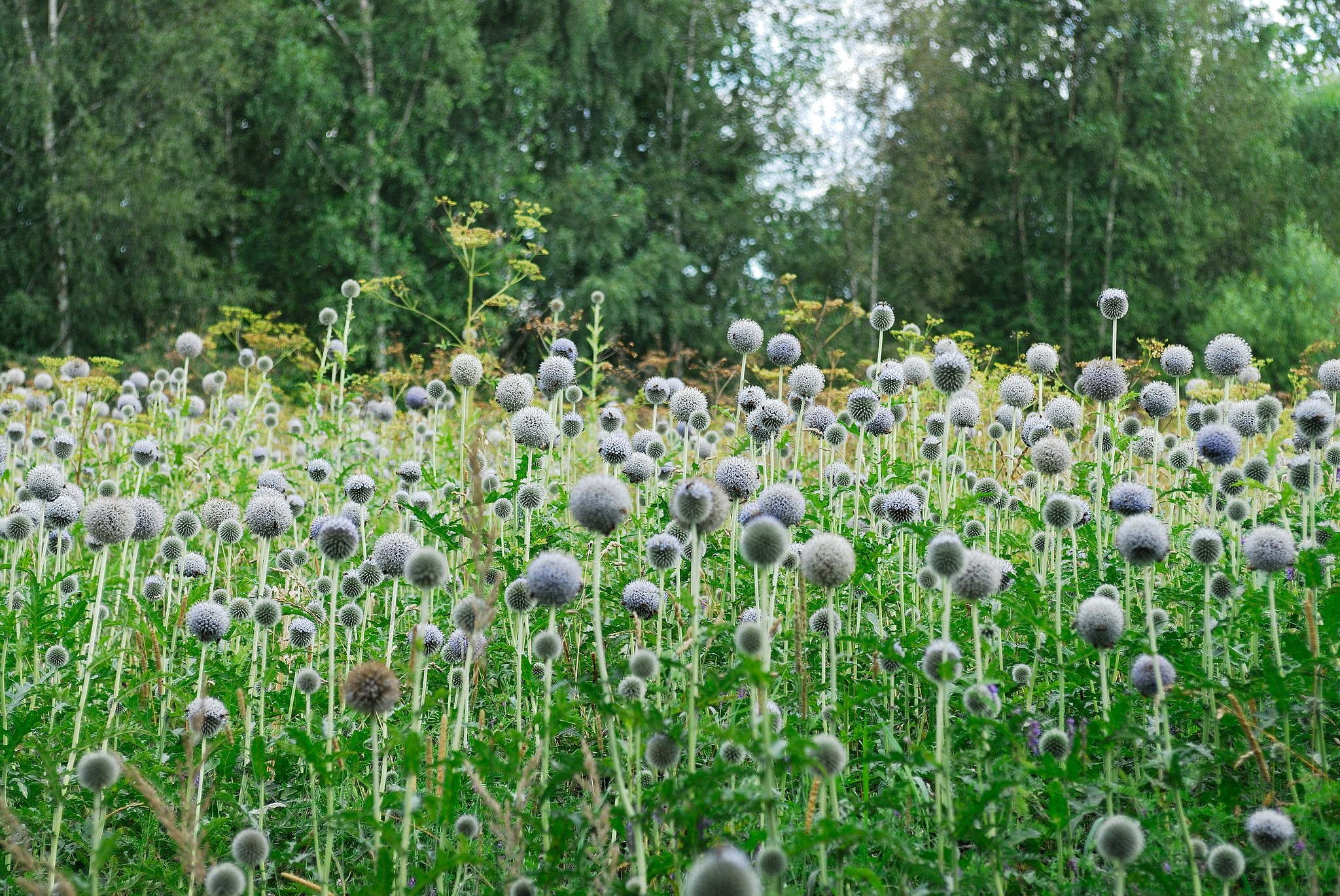 bumbuļi, photo by vnkrskdr