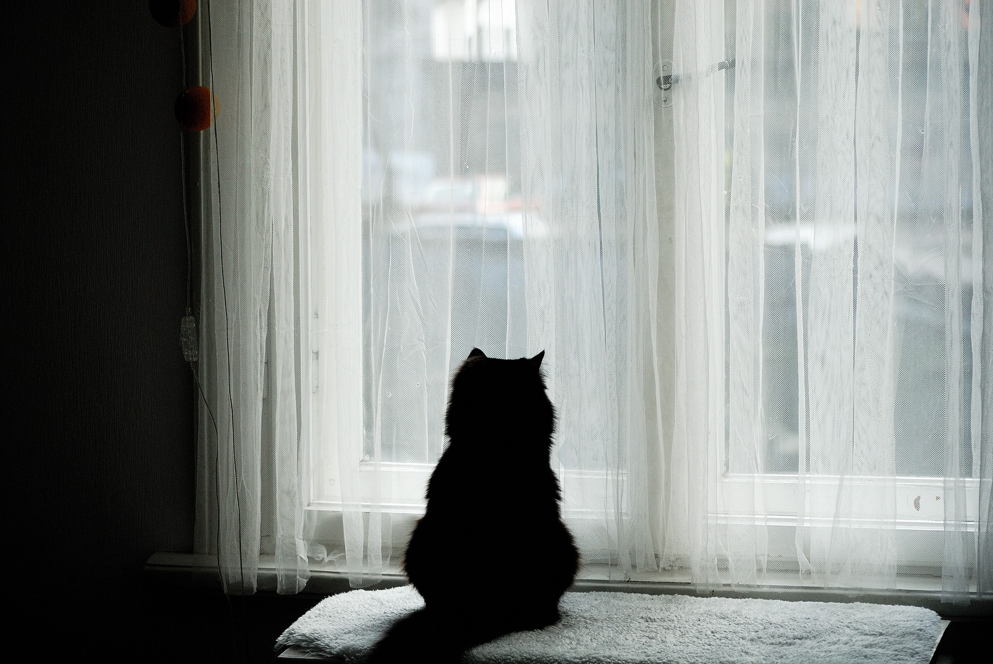 kaķis pie loga, photo by vnkrskdr