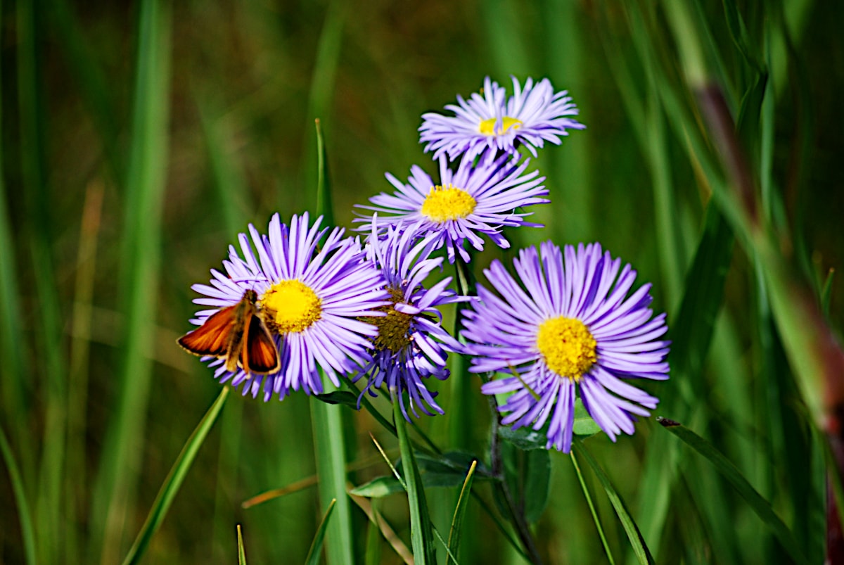 Visiting butterfly.