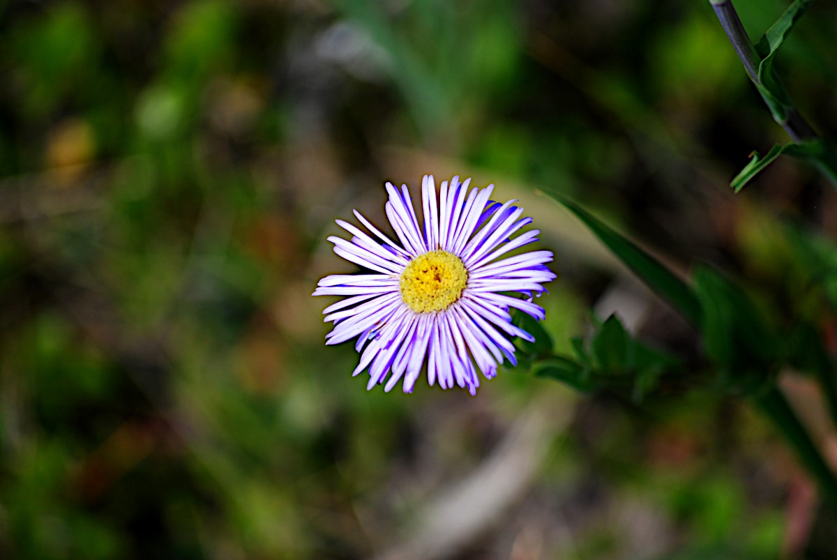 Lone aster.