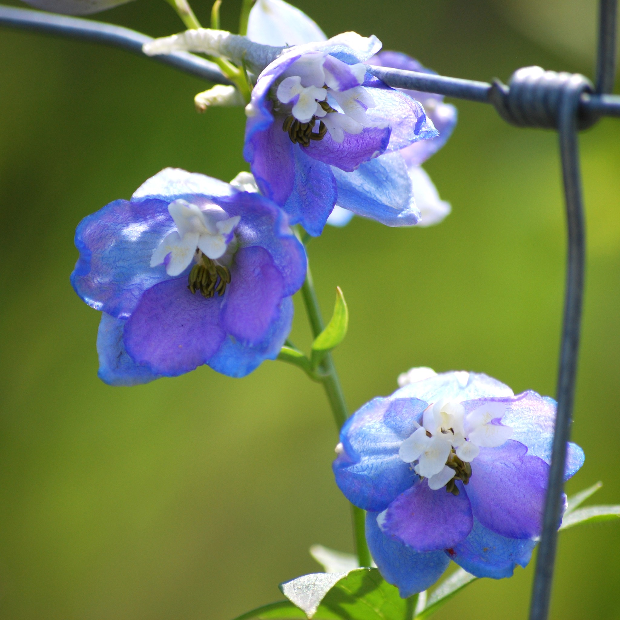 Captive flowers.