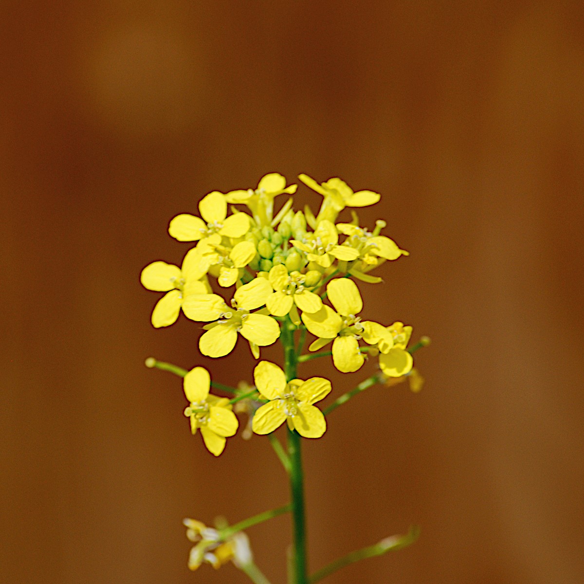 Wild mustard.