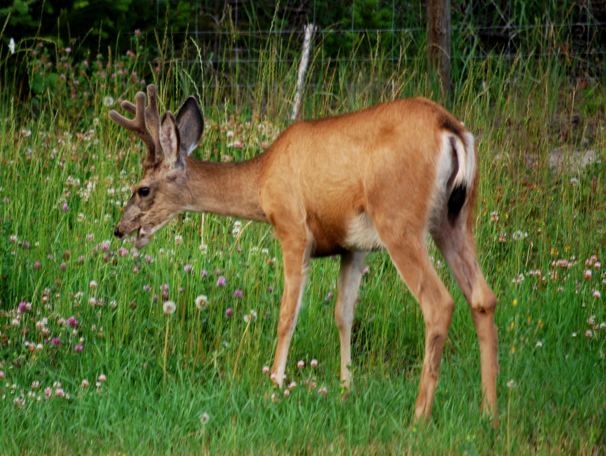 One of the young bucks that has taken to hanging around my yard.