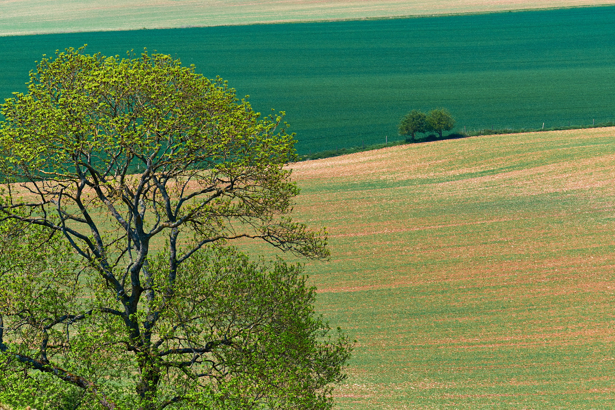 Dean Hill
