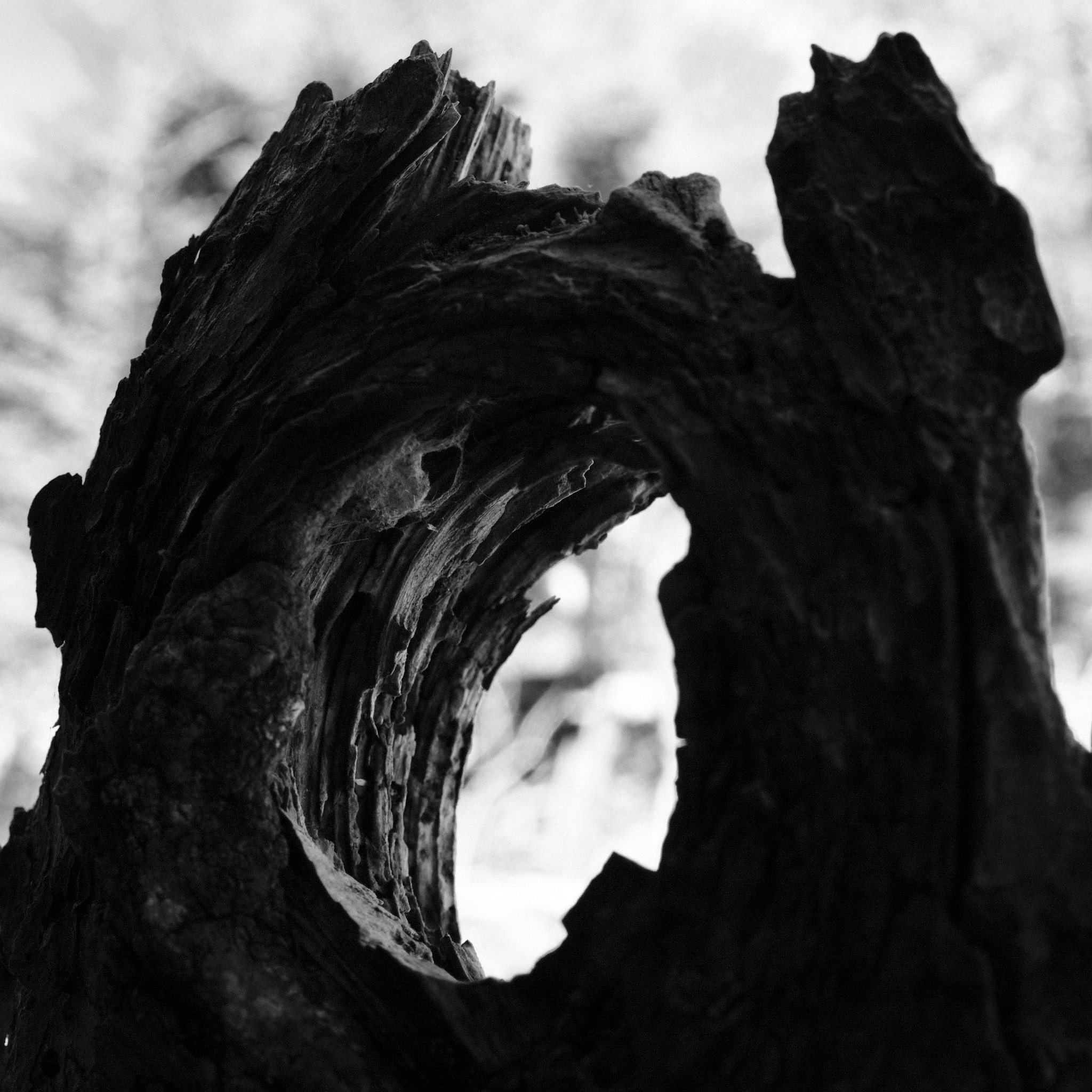 Portal in the Woods, photo by Charlie.jpg