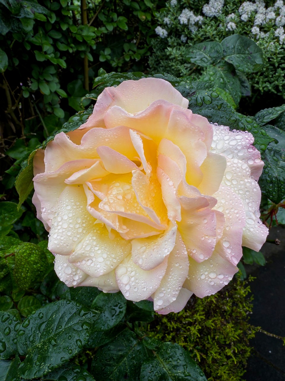 Damp Rose
