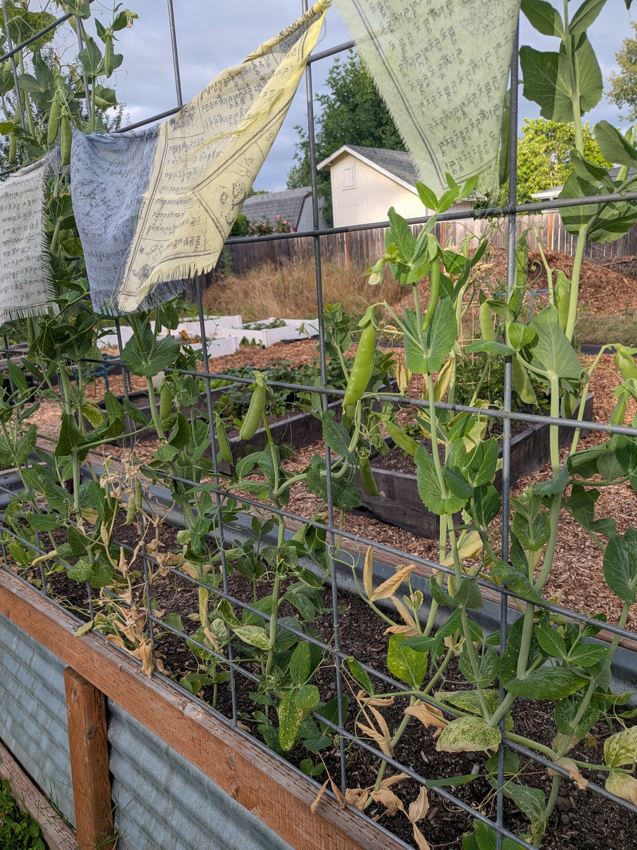Peas, photo by Kris